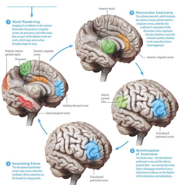 Mindfulness & The Meditating Brain | Stress Reduction At Work - Bill ...